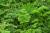 Petersilie - Petroselinum crispum