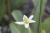 kalifornischer Eidechsenschwanz Anemopsis californica