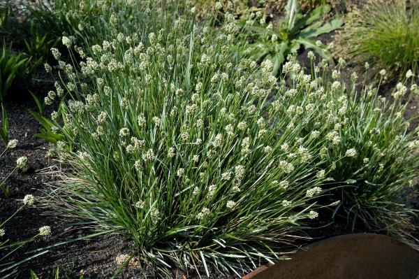 Sesleria ( Schopfgras )   - caerulea