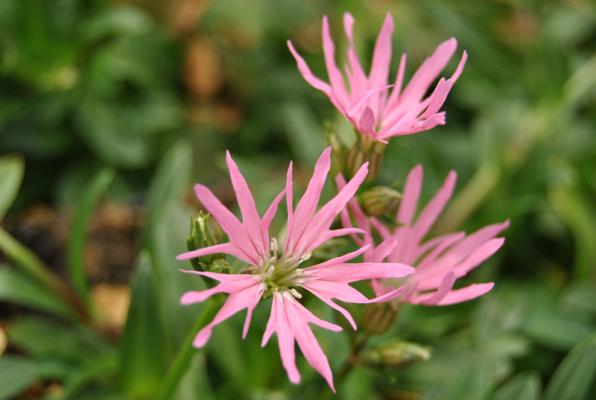 Zwergkuckucksblume Lychnis flos-cuculi 'Nana'