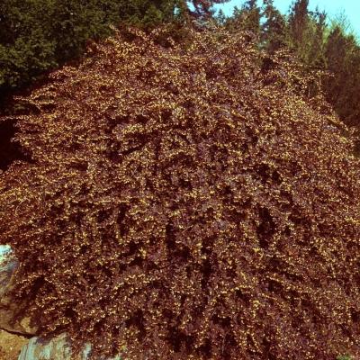 Berberitze Atropurpurea - Berberis thunbergii