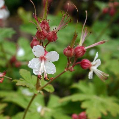 Storchenschnabe Geranium - macrorrhizum 'Spessart'