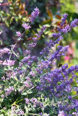 Katzenminze Nepeta - faassenii 'Senior'