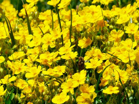 Sonnenröschen Helianthemum - Hybr. 'Golden Queen'