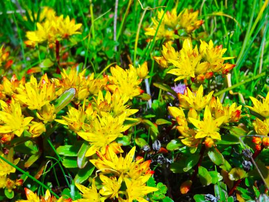 Fetthenne Sedum  - oreganum