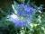 Bartblume - Caryopteris cland. Grand Bleu