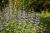 Bartblume - Caryopteris cland. Grand Bleu