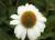 Sonnenhut Echinacea - purpurea 'PowWow White'