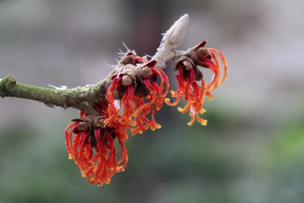 rote Zaubernuss 'Diane' - Hamamelis intermedia