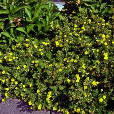 Fingerstrauch Potentilla fragiformis - 'Kobold'