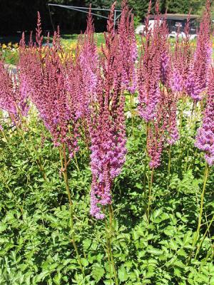 Prachtspiere Astilbe  - taguetii Purpurlanze