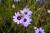 Rasselblume Catananche - caerulea