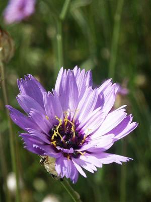 Rasselblume Catananche - caerulea