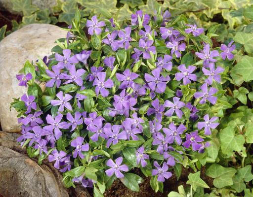 Vinca minor kleinblättriges immergrün