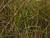Deschampsia ( Waldschmiele ) - flexuosa