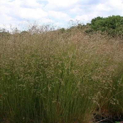 Deschampsia ( Waldschmiele ) - flexuosa