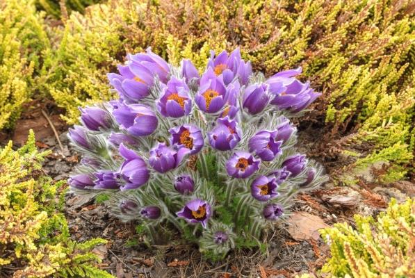 Küchenschelle Pulsatilla  - vulgaris (giftige Pflanze)