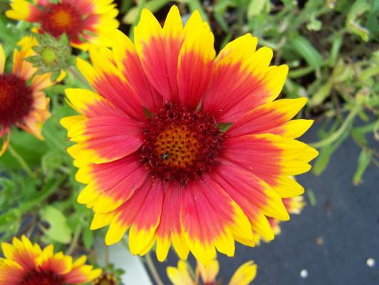 Kokardenblume Gaillardia - x grandiflora 'Kobold'