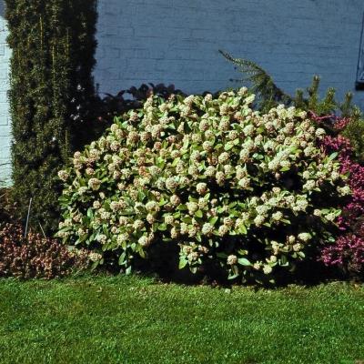 Japanische Blütenskimmie - Skimmia j. Rubella
