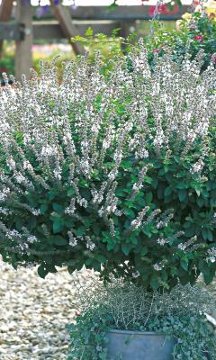 Strauchbasilikum Ocimum x hybrida Magic White