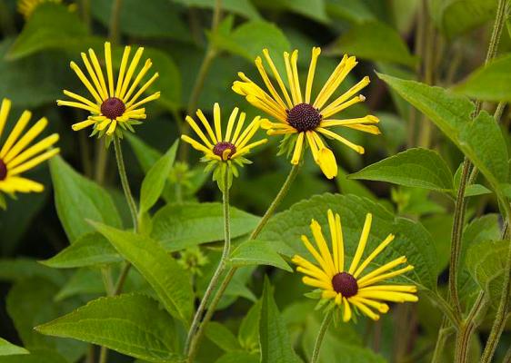 Sonnenhut Rudbeckia  - subtomentosa 'Henry Eilers'