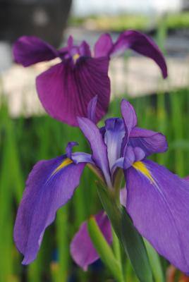japanische Sumpfiris Iris kaempferi blau