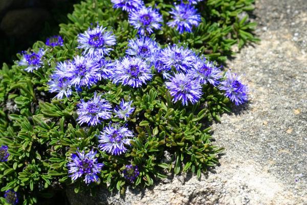 Herzblatt / Kugelblume Globularia - cordifolia