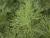 Edelraute Artemisia - abrotanum Zitronenkraut