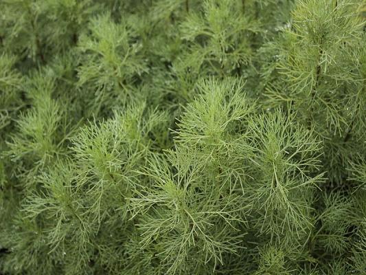 Edelraute Artemisia - abrotanum Zitronenkraut