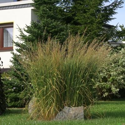 Panicum ( Zierhirse ) - virgatum 'Strictum'