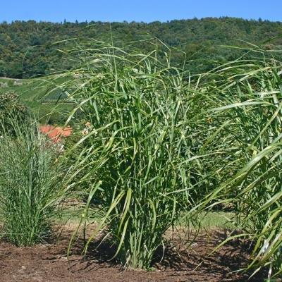 Miscanthus ( Chinaschilf ) - sinensis 'Giraffe'