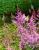 Prachtspiere Astilbe  - x arendsii 'Fanal'