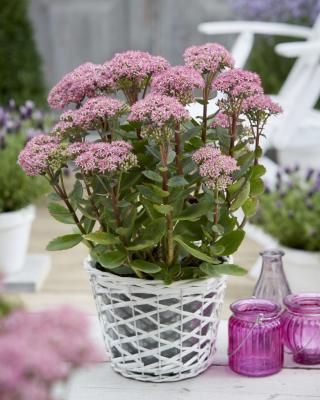 Fetthenne Sedum  - spectabile 'Carl'