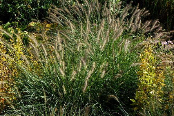 Pennisetum ( Lampenputzergras ) - alopecuroides 'Compressum'