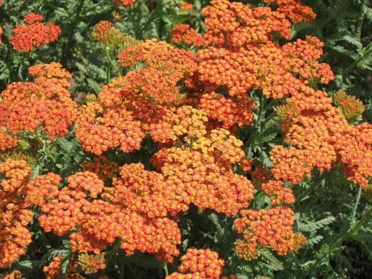 Garten-Schafgarbe Achillea - millefolium 'Terracotta'