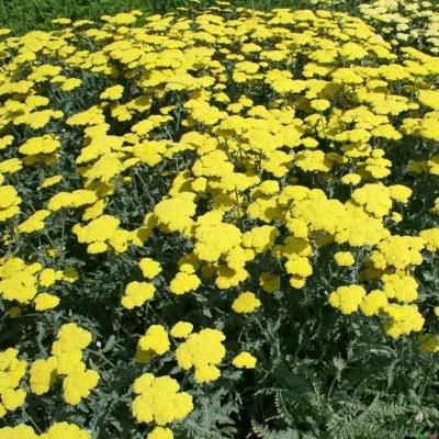 Schafgarbe Achillea - clypeolata 'Cloth of Gold'