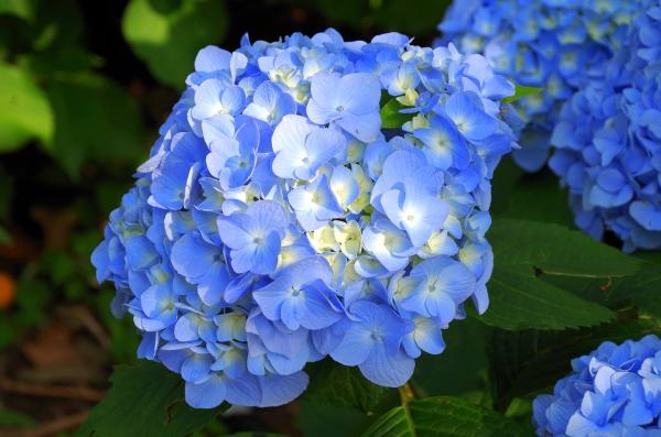 Ballhortensie 'Bela' ® - Hydrangea macrophylla