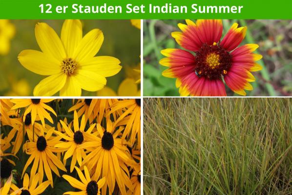 12 er Stauden Set Indian Summer