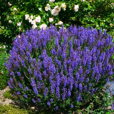 Salbei Salvia  - nemorosa 'Blauhügel'