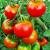 Tomate Harzfeuer rot 9 cm Topf