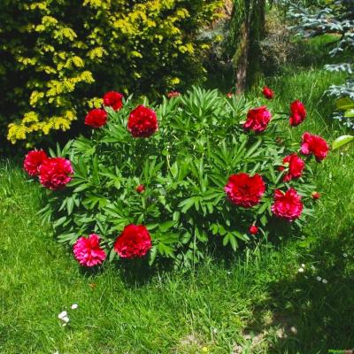 Pfingstrose Paeonia  - officinalis 'Rubra Plena' (giftige Pflanze)