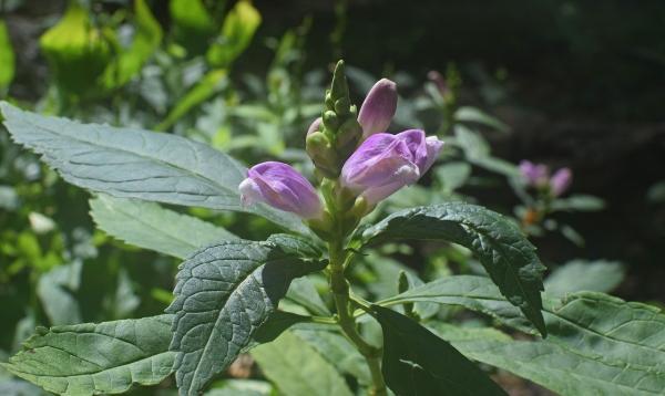 Schlangenkopf Chelone - obliqua