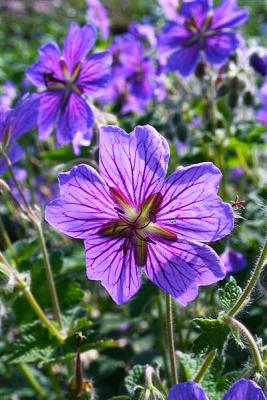 Storchenschnabe Geranium - renardii 'Terre Franche'