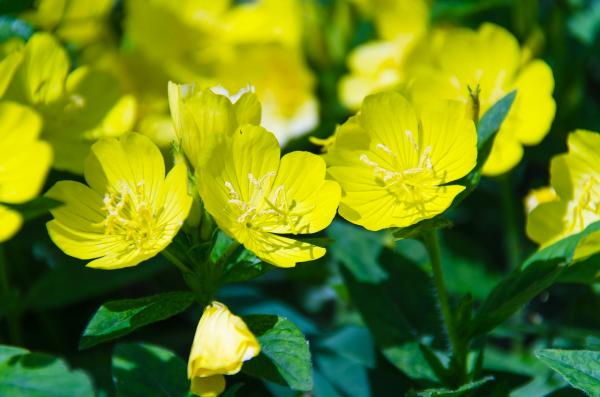 Nachtkerze Oenothera - missouriensis (macrocarpa)