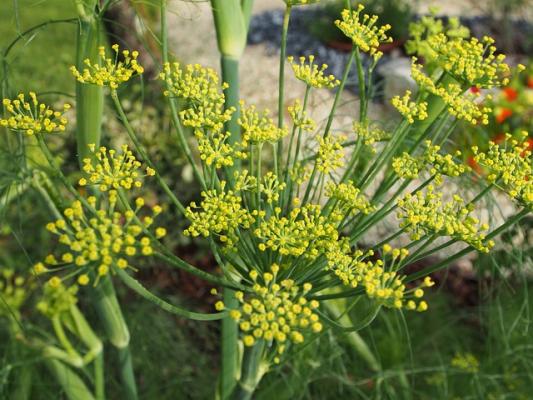 Bronzefenchel Foeniculum vulgare Smokey