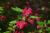 Zierjohannisbeere 'King Edward VII' - Ribes sanguineum