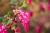 Zierjohannisbeere 'King Edward VII' - Ribes sanguineum