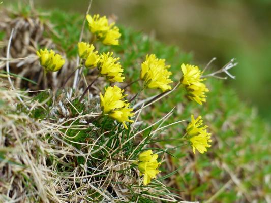 Hungerblümchen Draba - aizoides