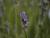 Lavendel Lavandula - angustifolia 'Brabant's Lust'