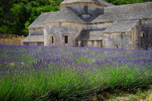 Lavendel Lavandula - angustifolia 'Brabant's Lust'